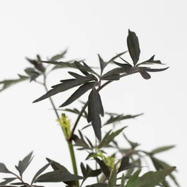 Buskads^Rødbladet hyld - Sæt med 2 - Sambucus nigra Black Lace - Højde 25-40cm - ⌀17cm