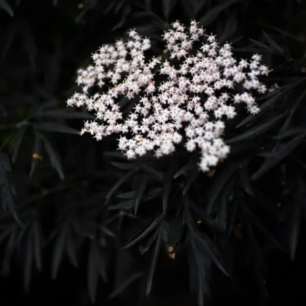 Buskads^Rødbladet hyld - Sæt med 2 - Sambucus nigra Black Lace - Højde 25-40cm - ⌀17cm