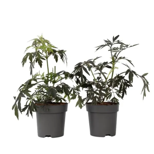 Discount Rødbladet hyld - Sæt med 4 - Sambucus nigra Black Lace - Højde 25-40cm - ⌀17cm Buskads