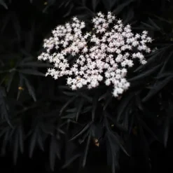 Discount Rødbladet hyld - Sæt med 4 - Sambucus nigra Black Lace - Højde 25-40cm - ⌀17cm Buskads