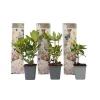 Outlet Rhododendron - Sæt med 3 - Busk 'Cunningham's White' - Højde 25-40cm - ⌀9cm Buskads