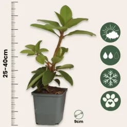 Outlet Rhododendron - Sæt med 3 - Busk 'Cunningham's White' - Højde 25-40cm - ⌀9cm Buskads