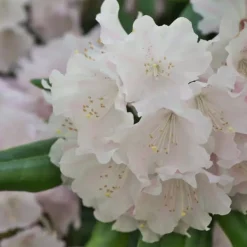 Outlet Rhododendron - Sæt med 3 - Busk 'Cunningham's White' - Højde 25-40cm - ⌀9cm Buskads