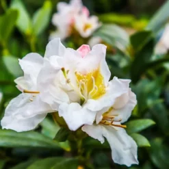 Outlet Rhododendron - Sæt med 3 - Busk 'Cunningham's White' - Højde 25-40cm - ⌀9cm Buskads