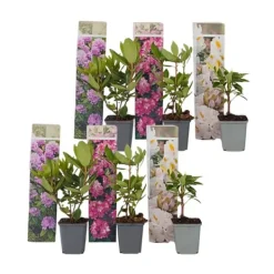 Buskads^Rhododendronbusk - Sæt med 6 - Rhododendron catawbiense - Højde 25-40cm - ⌀9cm