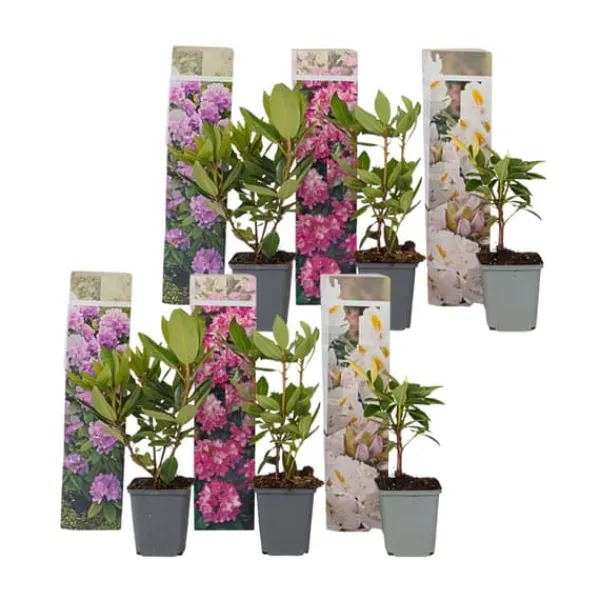 Buskads^Rhododendronbusk - Sæt med 6 - Rhododendron catawbiense - Højde 25-40cm - ⌀9cm