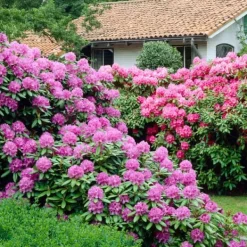 Buskads^Rhododendronbusk - Sæt med 6 - Rhododendron catawbiense - Højde 25-40cm - ⌀9cm