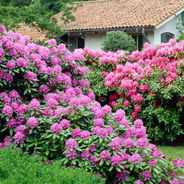 Buskads^Rhododendronbusk - Sæt med 6 - Rhododendron catawbiense - Højde 25-40cm - ⌀9cm