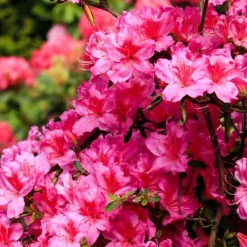 Buskads^Rhododendronbusk - Sæt med 6 - Rhododendron catawbiense - Højde 25-40cm - ⌀9cm