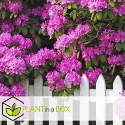 Buskads^Rhododendronbusk - Sæt med 6 - Rhododendron catawbiense - Højde 25-40cm - ⌀9cm