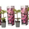 Buskads^Rhododendronbusk - Sæt med 3 - R. roseum 'Elegans pink' - Højde 25-40cm - ⌀9cm