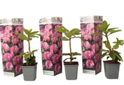 Buskads^Rhododendronbusk - Sæt med 3 - R. roseum 'Elegans pink' - Højde 25-40cm - ⌀9cm