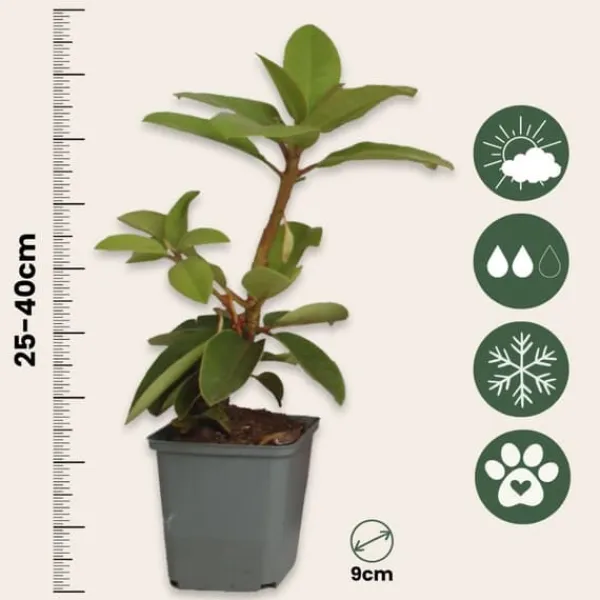 Buskads^Rhododendronbusk - Sæt med 3 - R. roseum 'Elegans pink' - Højde 25-40cm - ⌀9cm