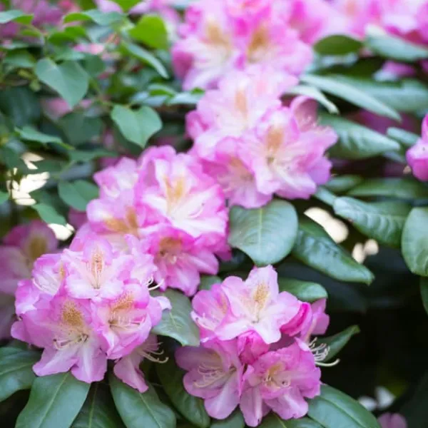 Buskads^Rhododendronbusk - Sæt med 3 - R. roseum 'Elegans pink' - Højde 25-40cm - ⌀9cm