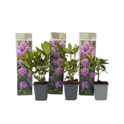 Buskads^Rhododendronbusk - Sæt med 3 - R. 'Catawbiense purple' - Højde 25-40cm - ⌀9cm