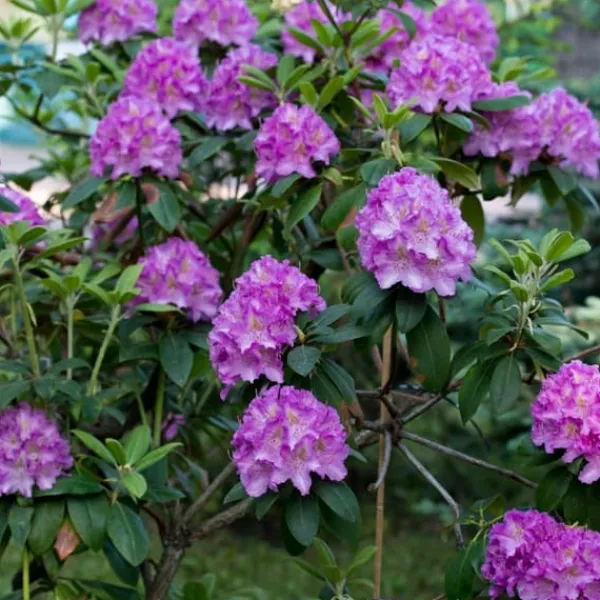 Buskads^Rhododendronbusk - Sæt med 3 - R. 'Catawbiense purple' - Højde 25-40cm - ⌀9cm