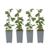 Sale Ribs - Sæt med 4 - Ribes rubrum 'Jonkheer van Tets' - Højde 50-60cm - ⌀15cm Buskads