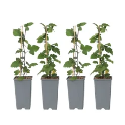 Sale Ribs - Sæt med 4 - Ribes rubrum 'Jonkheer van Tets' - Højde 50-60cm - ⌀15cm Buskads