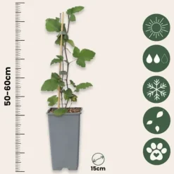 Sale Ribs - Sæt med 4 - Ribes rubrum 'Jonkheer van Tets' - Højde 50-60cm - ⌀15cm Buskads