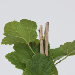 Sale Ribs - Sæt med 4 - Ribes rubrum 'Jonkheer van Tets' - Højde 50-60cm - ⌀15cm Buskads