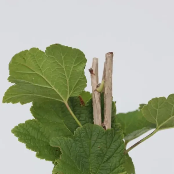 Sale Ribs - Sæt med 4 - Ribes rubrum 'Jonkheer van Tets' - Højde 50-60cm - ⌀15cm Buskads