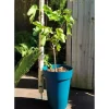 Krukkeplanter Indendørs^RIVIERA SOLEILLA blomlåda - Plast - Höjd 53 cm - Blå