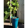 Clearance RIVIERA SOLEILLA blomsterkasse - Plastik - Højde 53 cm - Blå Krukkeplanter Indendørs