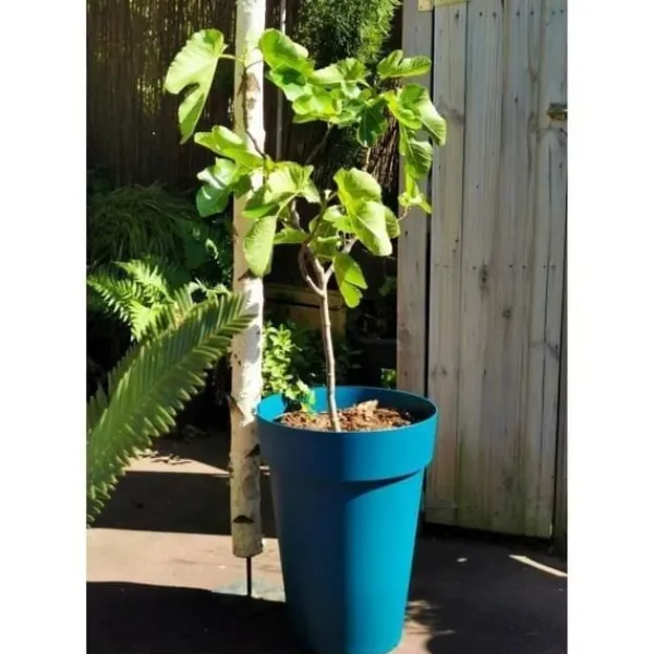 Clearance RIVIERA SOLEILLA blomsterkasse - Plastik - Højde 53 cm - Blå Krukkeplanter Indendørs