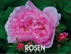 Blomster^Rosen 2025