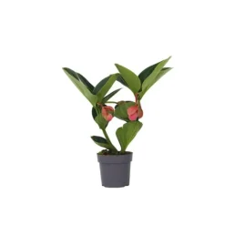 Best Rosendrue - Medinilla magnifica - Højde 40-50cm - ⌀14cm Krukkeplanter Indendørs