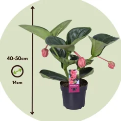 Best Rosendrue - Medinilla magnifica - Højde 40-50cm - ⌀14cm Krukkeplanter Indendørs