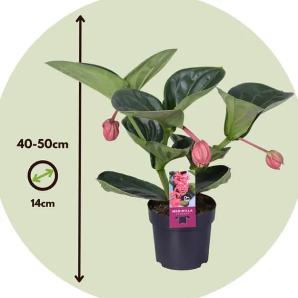 Best Rosendrue - Medinilla magnifica - Højde 40-50cm - ⌀14cm Krukkeplanter Indendørs