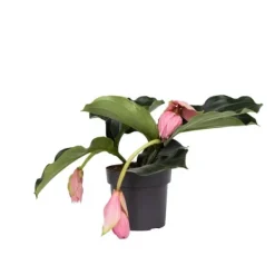 Krukkeplanter Indendørs^Rosendrue - Medinilla magnifica - Højde 40-50cm - ⌀17cm