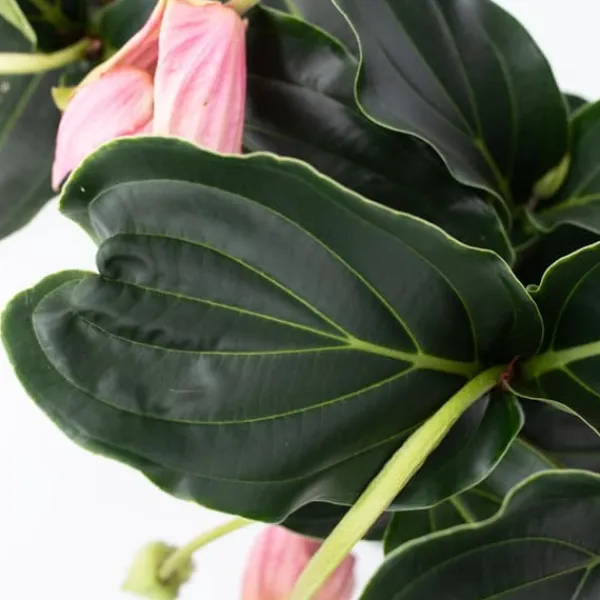 Krukkeplanter Indendørs^Rosendrue - Medinilla magnifica - Højde 40-50cm - ⌀17cm