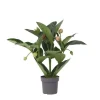Sale Rosendrue - Medinilla magnifica - Højde 55-60cm - ⌀17cm Krukkeplanter Indendørs