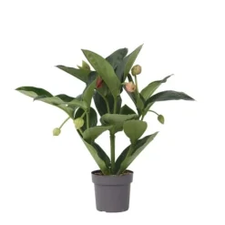 Sale Rosendrue - Medinilla magnifica - Højde 55-60cm - ⌀17cm Krukkeplanter Indendørs