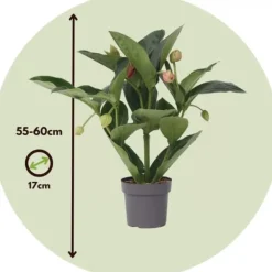 Sale Rosendrue - Medinilla magnifica - Højde 55-60cm - ⌀17cm Krukkeplanter Indendørs