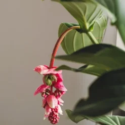 Sale Rosendrue - Medinilla magnifica - Højde 55-60cm - ⌀17cm Krukkeplanter Indendørs