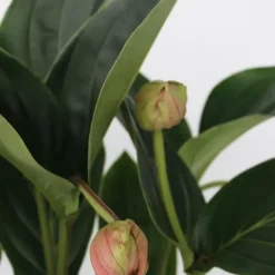 Sale Rosendrue - Medinilla magnifica - Højde 55-60cm - ⌀17cm Krukkeplanter Indendørs