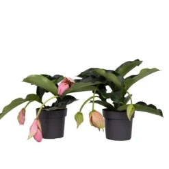 Online Rosendrue - Sæt med 2 - Medinilla magnifica - Højde 40-50cm - ⌀17cm Krukkeplanter Indendørs