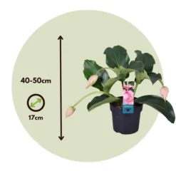 Online Rosendrue - Sæt med 2 - Medinilla magnifica - Højde 40-50cm - ⌀17cm Krukkeplanter Indendørs