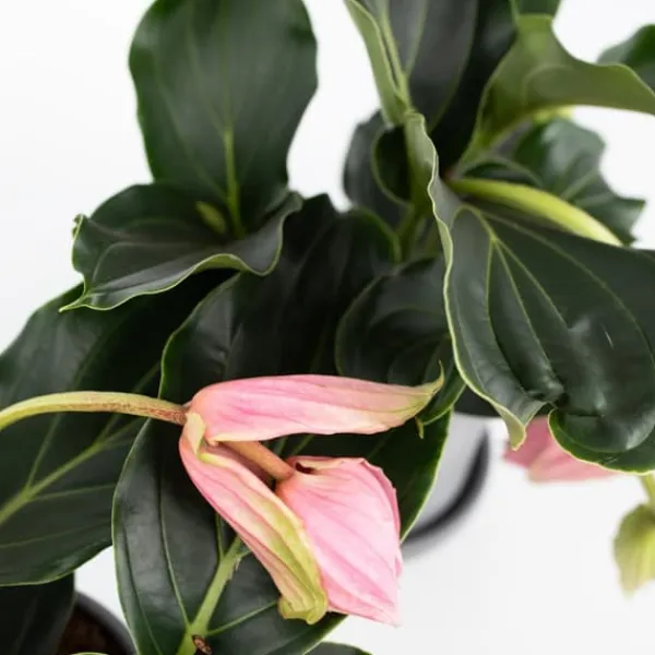 Online Rosendrue - Sæt med 2 - Medinilla magnifica - Højde 40-50cm - ⌀17cm Krukkeplanter Indendørs