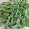 Hot Rucolafrø, årlig rucola, 0,5 g Frø