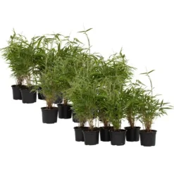 Buskads^Rufa bambus - Sæt med 18 - Fargesia rufa - Højde 25-40cm - ⌀13cm