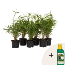 Buskads^Rufa bambus - Sæt med 6 - Fargesia rufa - Højde 25-40cm - ⌀13cm
