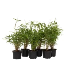Buskads^Rufa bambus - Sæt med 6 - Fargesia rufa - Højde 25-40cm - ⌀13cm