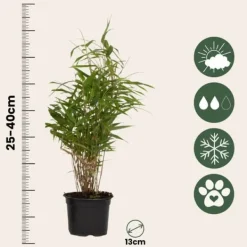 Buskads^Rufa bambus - Sæt med 6 - Fargesia rufa - Højde 25-40cm - ⌀13cm