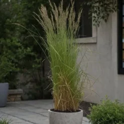 Krukkeplanter Indendørs^Sandrør - Calamagrostis acutiflora 'Overdam' - Højde 20-30cm - ⌀23cm