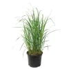 Krukkeplanter Indendørs^Sandrør - Calamagrostis 'Karl Foerster' - Højde 40-60cm - ⌀23cm