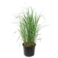 Krukkeplanter Indendørs^Sandrør - Calamagrostis 'Karl Foerster' - Højde 40-60cm - ⌀23cm